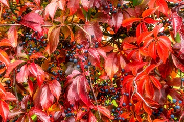 Makro Buntes Laub Herbstlaub 