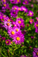 Pink aster flower blooming in the garden. Selective focus. Shallow depth of field. 