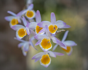 Yellow purple and white dendrobium crystallinum tropical orchid species in bloom on dreamy natural...