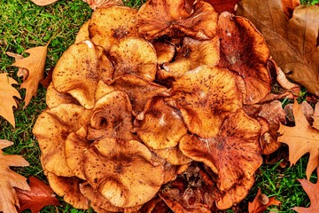 Braun Pilz Erdmuschelseitling