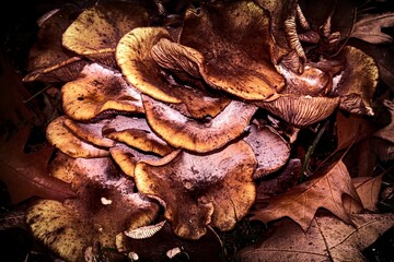 Braun Pilz Erdmuschelseitling