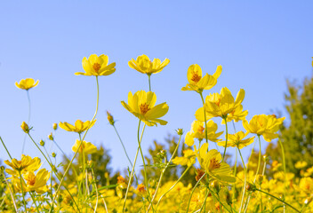 快晴の空の下　秋風に揺れるキバナコスモスの花