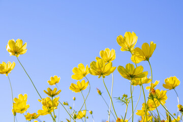 快晴の空の下　秋風に揺れるキバナコスモスの花