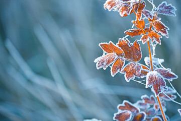 Branches of a shrub with yellow leaves covered with crystals of frost on a natural background of dry grass. Soft selective focus. A fresh frosty morning in late autumn or the first days of winter.
