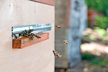 Wooden hive with flying bees