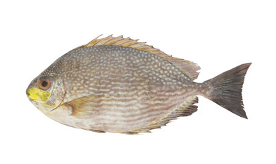 Rabbitfish or spinefoot fish isolated on white 