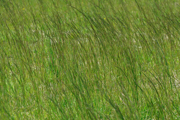 風になびく草原の草