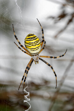 Wasp Spider - Argiope bruennichi, beautiful colored orb-wieving spider from European meadows and bushes, Switzerland.