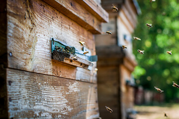 Wooden hive with flying bees