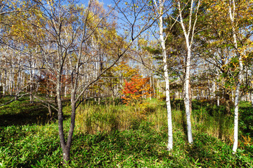 八千穂高原の白樺林（長野県佐久穂町）／The best white birch forest in Japan