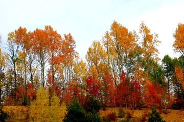Obraz premium Color beauty of the autumn season