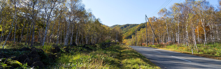 八千穂高原の秋の白樺林（長野県佐久穂町）／The best white birch forest in Japan 