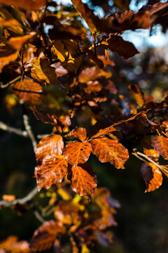 Close up of autumn leaves in foret. Fall landscape and Picos de Europa. Spain, Asturias, Ponga Valley.