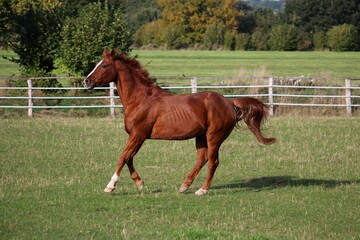 Naklejka na ściany i meble beautiful brown horse is running on the paddock