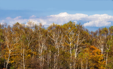 紅葉した白樺林と雲／八千穂レイク（長野県八千穂高原）