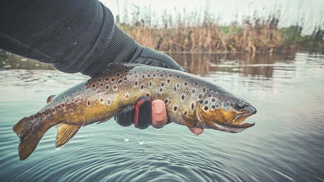 Fisherman holding trout in his hand.