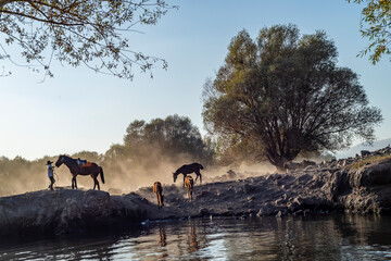 wild buffalos in lake Erciyes Mountain Kayseri, Turkey