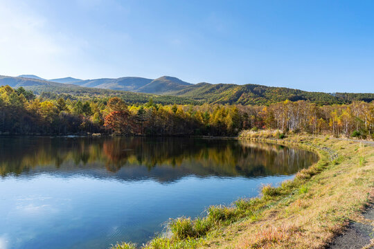 対岸に堤が続く湖と森の風景／八千穂レイク（長野県八千穂高原） © yumiko