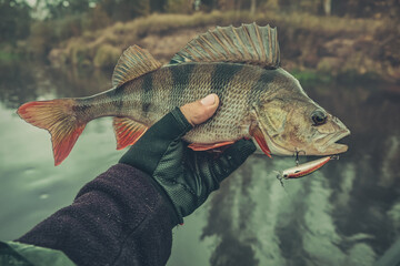 Perch close-up in the hand of the angler.