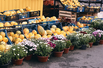 Fototapeta na wymiar A lot decorative pumpkins and flowers at farm market. Thanksgiving holiday season and Halloween decor. Autumn harvers, fall natura consept