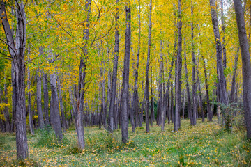 Color beauty of the autumn season