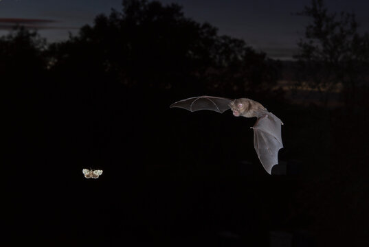 Greater Horseshoe Bat Night Flying