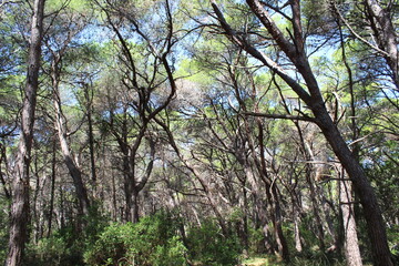 Pineta sempreverde in autunno