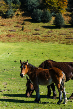 Close up photo of a little foal and his mom horse eating grass in field