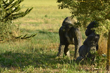 Fototapeta na wymiar deux statues de gorilles dans la nature