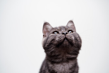 Fototapeta premium Adorable scottish black tabby kitten on white background.