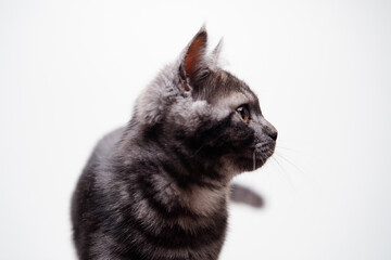 Adorable scottish black tabby kitten on white background.
