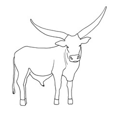 Sketch of a standing bull with large horns on a white background. Contour vector illustration for your logo, coloring and other design