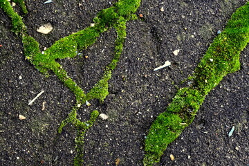 cracks in the asphalt overgrown with moss