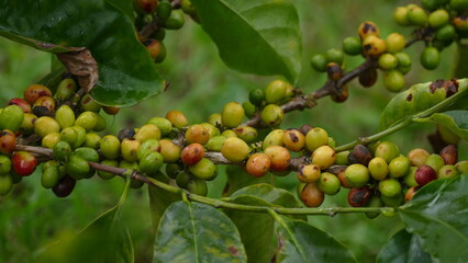 Kaffee wird in über 50 Ländern weltweit angebaut. Hier in Vilcabamba, Ecuador.