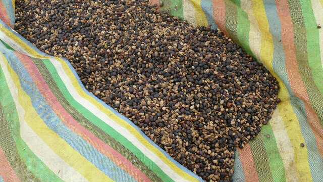 Kaffee wird in &uuml;ber 50 L&auml;ndern weltweit angebaut. Hier in Vilcabamba, Ecuador.