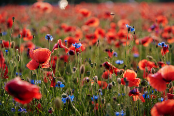 Obraz premium Close up of red poppy flower on the field.