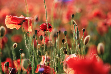 Close up of red poppy flower on the field.