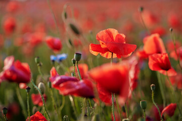 Close up of red poppy flower on the field.