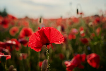 Close up of red poppy flower on the field.