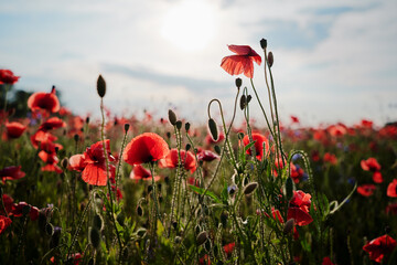 Beautiful landscape. Red poppy flowers field.