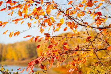 Faded dry leaves on th wind in sunny autumn evening. Autumn Landscape. Selective focus. 
