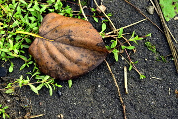 fallen leaves and small grass on the asphalt