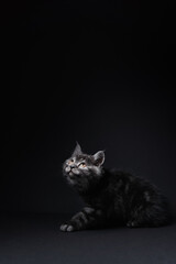Adorable scottish black tabby kitten looks up on copy space above. Studio shot, black background.