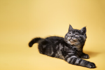 Adorable scottish black tabby kitten on yellow background.