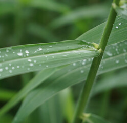 Green grass with water droplets on the blurred leaves.