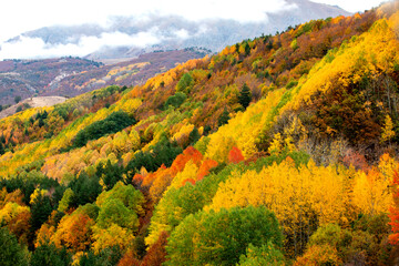Color beauty of the autumn season