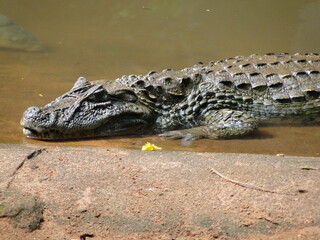 leão, lion, tiger, tigre, water, água, cachoeira, falls, hipopótamo, hipo, alligator, jacaré, rice, arroz, bird, pássaros, flamingo, papagaio, arara, macaco, monkey, girafa, giraf, butterfly, borbolet