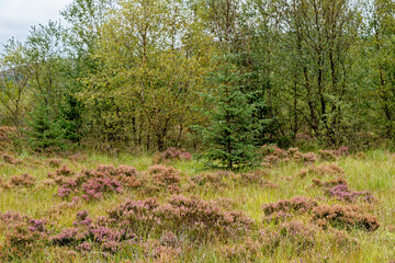 View of Galloway Forest Park - Dumfries and Galloway - Scotland
