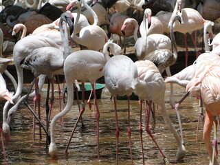 leão, lion, tiger, tigre, water, água, cachoeira, falls, hipopótamo, hipo, alligator, jacaré, rice, arroz, bird, pássaros, flamingo, papagaio, arara, macaco, monkey, girafa, giraf, butterfly, borbolet