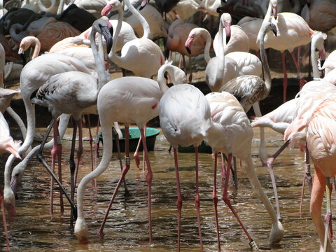 le&atilde;o, lion, tiger, tigre, water, &aacute;gua, cachoeira, falls, hipop&oacute;tamo, hipo, alligator, jacar&eacute;, rice, arroz, bird, p&aacute;ssaros, flamingo, papagaio, arara, macaco, monkey, girafa, giraf, butterfly, borbolet